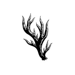 Isolated detailed black and white seaweed vector illustration showcasing marine life and natural designs underwater graphic