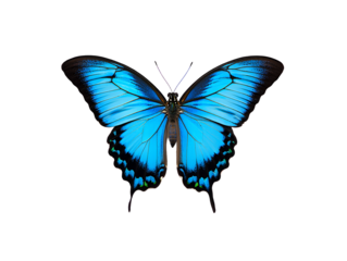 a blue butterfly with open wings on transparent background ,  no  background