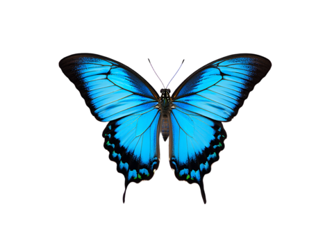 a blue butterfly with open wings on transparent background ,  no  background