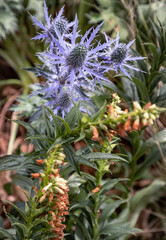 Beautiful Eryngium &times; zabelii 'Jos Eijking' (Sea hollies). have spiky leaves in colours ranging from grey to intense cobalt blue (metallic-blue), surrounded by a characteristic 'ruff'. Space for text.