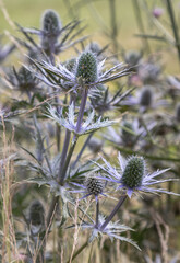 Beautiful Eryngium × zabelii 'Jos Eijking' (Sea hollies). have spiky leaves in colours ranging...
