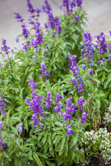 Obraz premium Purple Salvia Flowers plant summer bush bloom in garden.