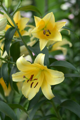 ユリ・コンカドール　イエローカサブランカ