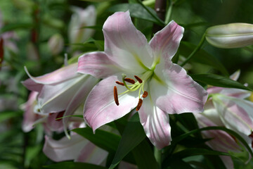 ユリ・マスター