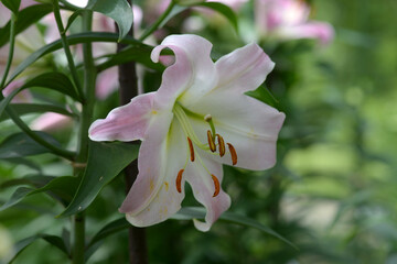 ユリ・マスター