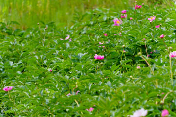 緑の葉間に華やかに咲くシャクヤク