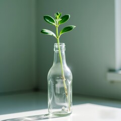 A Single Green Plant Sprout in a Clear Glass Bottle Minimalist Home Decor Sunlight