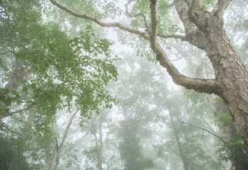 霧に包まれた初夏の森の風景 / A foggy early summer forest landscape