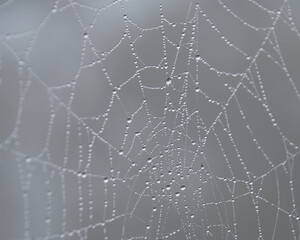 水滴がきらめく蜘蛛の巣 / Spider Web Sparkling with Raindrops