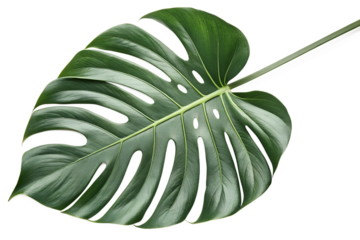 Lush Green Monstera Leaf  Vibrant Tropical Foliage Isolated on White