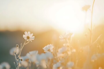 sun up of chamomile flowers under soft close