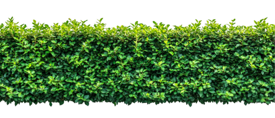 Lush green hedge wall presents a neatly trimmed botanical border against a stark black backdrop, perfect for garden designs, transparent background