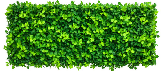 Lush green leaves form a vibrant hedge wall against a black backdrop, providing a nature inspired background for design elements, transparent background