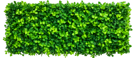 Lush green leaves form a vibrant hedge wall against a black backdrop, providing a nature inspired background for design elements, transparent background