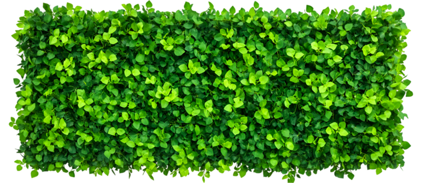 Lush green leaves form a vibrant hedge wall against a black backdrop, providing a nature inspired background for design elements, transparent background