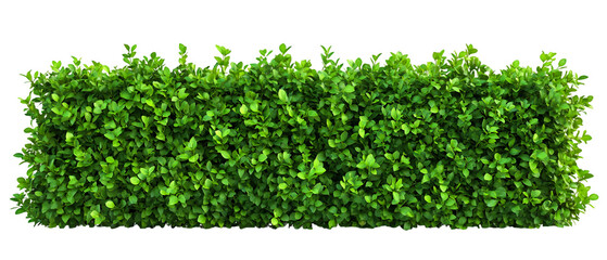 Lush green boxwood hedge offers a natural garden element, perfect for landscaping designs and backgrounds, isolated on transparent background.