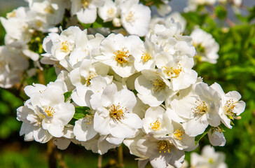 Apple tree flowers are white against a background of bright greenery. Flora is the nature of a plant.