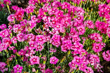 Meadow background of white and pink carnations on a background of green grass. Nature, flora and flora.