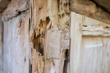 A close-up of a wooden surface severely damaged by termites, showcasing splintered, hollow, and rotten textures. Ideal for pest infestation, home maintenance issues, or material decay