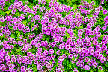 Glade background of beautiful white and pink flowers on a background of green grass. Nature, flora and flora.