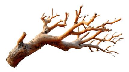 Barren Branch's Embrace: A weathered, bare branch, reaching out with its gnarled arms against the world, evokes a sense of resilience and the passage of time, capturing the essence of nature's art.