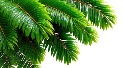Evergreen Branch Detail: Close-up of vibrant, lush evergreen branches with needles, showcasing nature's intricate design and textures.
