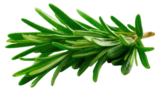 Rosemary Sprig: A vibrant, photorealistic close-up of a rosemary sprig, its fragrant leaves bursting with freshness. It is an ideal representation of culinary ingredients.