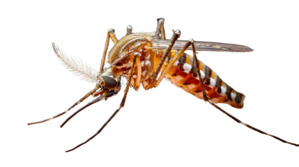Dangerous Intruder: A high-definition macro photograph offers a stark depiction of a mosquito, highlighting the insect's intricate detail and potential for hazard.