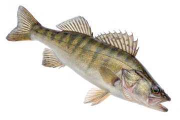 Naklejka premium Zander fish, isolated on a clean white background, high-resolution PNG format with transparent background.