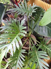Obraz premium aloe vera plant