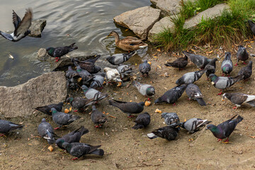 Large flock of pigeons pecking at food on dirt ground near lake, one duck standing near edge.
