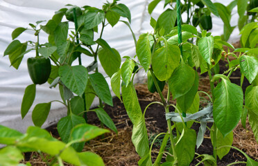 Green Bell Peppers Growing in a Garden in the greenhouse