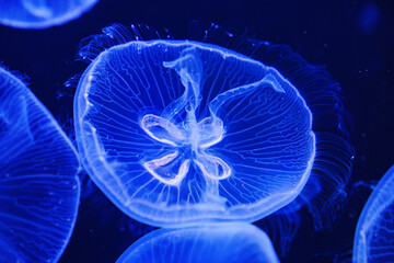 Obraz premium Eared aurelia, or eared jellyfish in the aquarium.