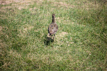 Ein Stelzenartiger Vogel auf Kreta gefunden.