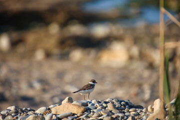 Ein Stelzenartiger Vogel auf Kreta gefunden.