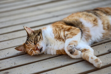 Portrait einer Katze.