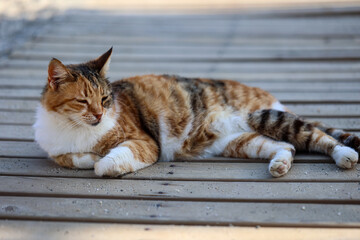 Portrait einer Katze.
