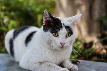Portrait einer Katze.