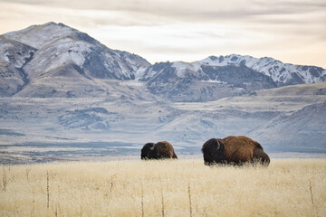 Majestic bison against Utah's golden grasslands, vast salt flats and distant blue mountains 
