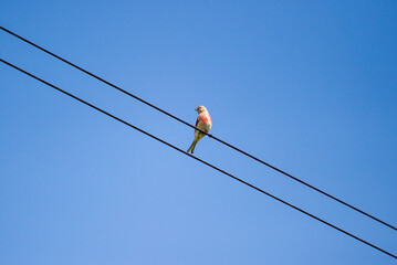 the common linnet on a wire