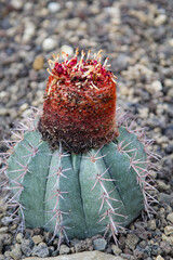 Die Blüte eines Kaktus.