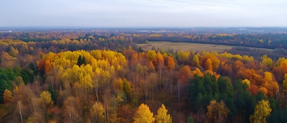 colorful autumn foliage on deciduous forest trees