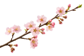 Fototapeta premium Delicate Pink Cherry Blossoms on White Background