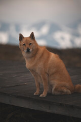 The dog sits and looks at me