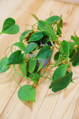 Filodendron scandals in a black pot on a wooden background. houseplant. © andrey