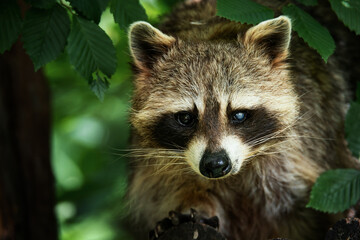 Common raccoon ( Procyon lotor) rest on the branch