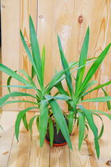 Palm pandanus in a black pot on a wooden background. houseplant.