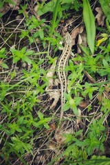 Lizard resting among green grass and leaves, perfectly blending into its natural habitat