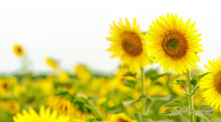Vibrant Sunflower Field on a Clear Day