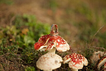 A ring is placed on top of a mushroom. The mushroom is surrounded by other mushrooms, and the scene...